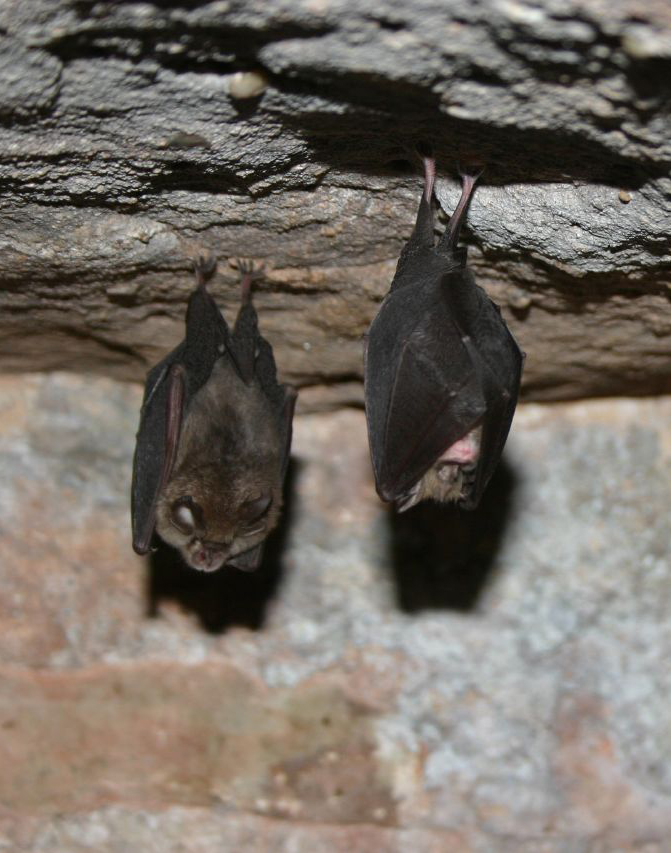 Two bats hanging upside down from a rock ceiling