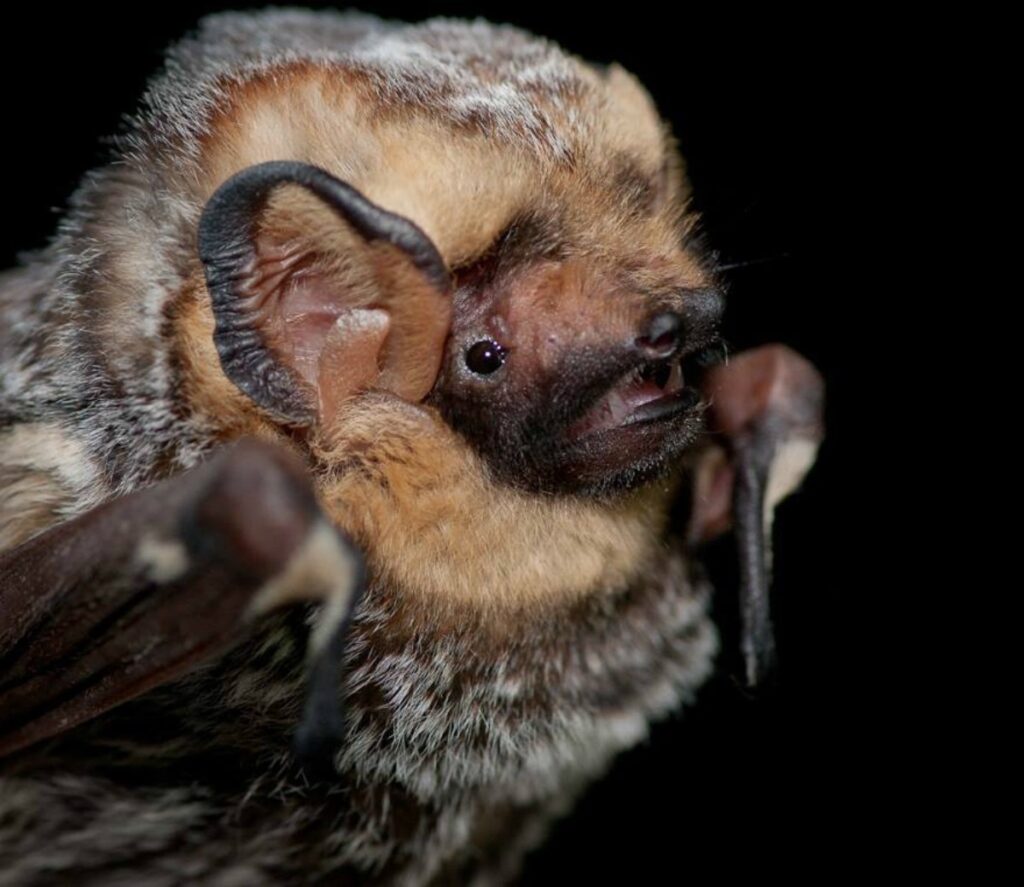 Hoary bat; photo by Daniel Neal