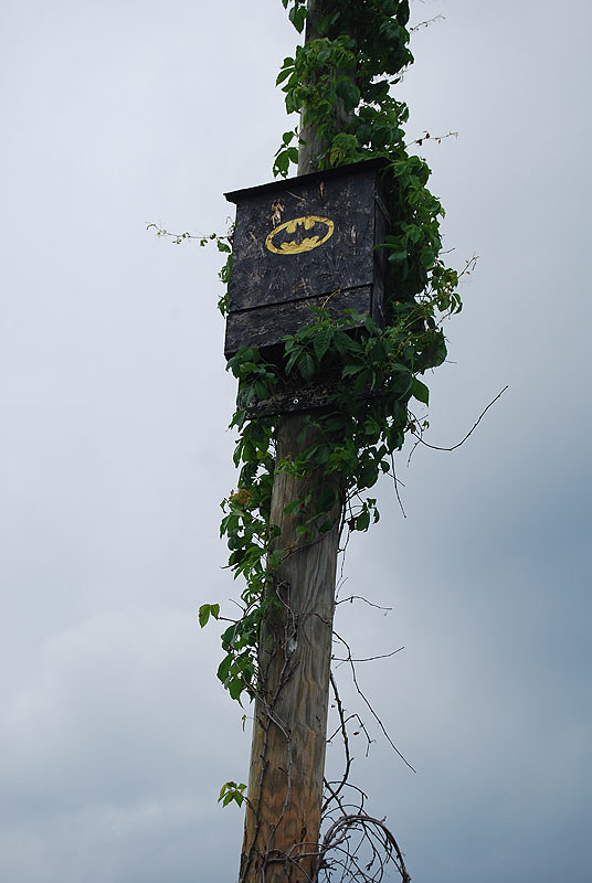 Bat man bat house