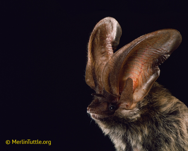 Allen's big-eared bat coming into frame from the right