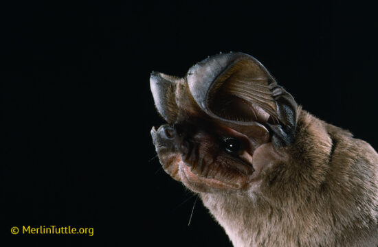 Learn About Bats