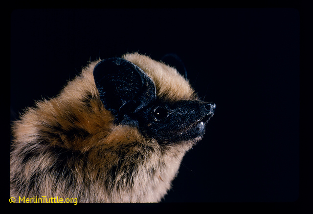 Canyon bat portrait