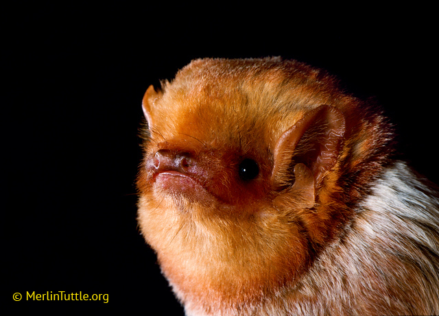 An adult male eastern red bat portrait