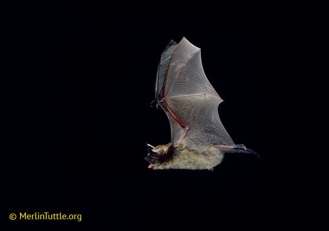 Little brown bat in flight