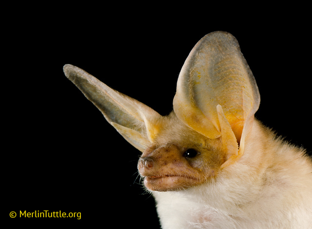 A pallid bat portrait