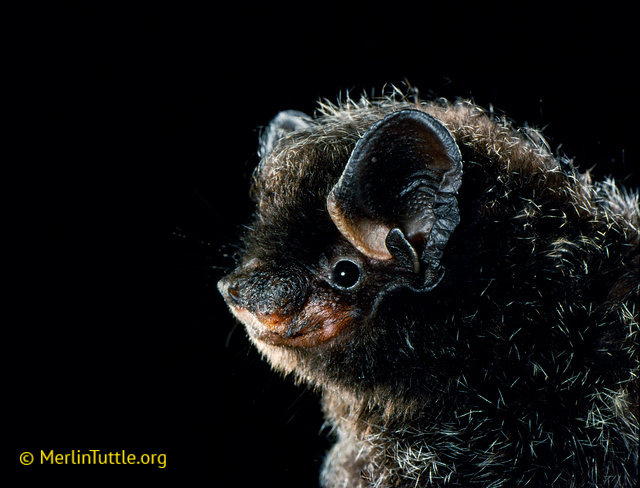 Silver-haired bat portrait