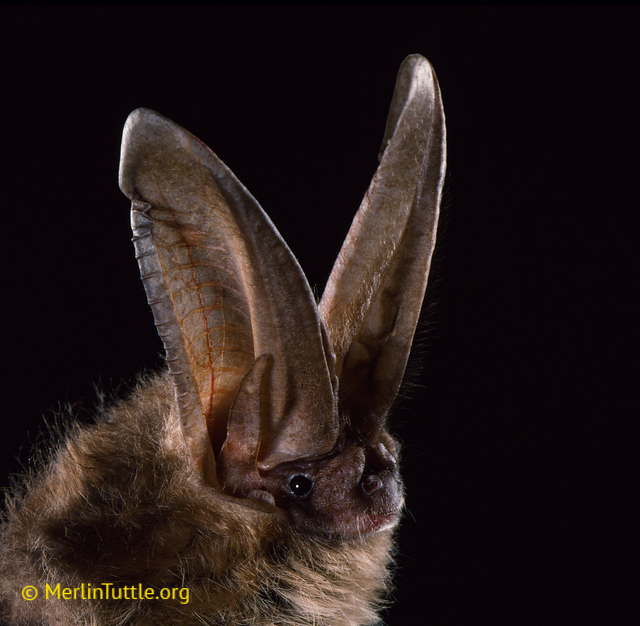 Townsend's big-eared bat portrait