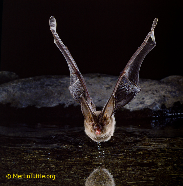 Townsend's big-eared bat