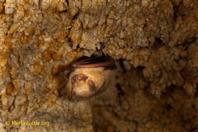 Tri-colored bat arousing from hibernation