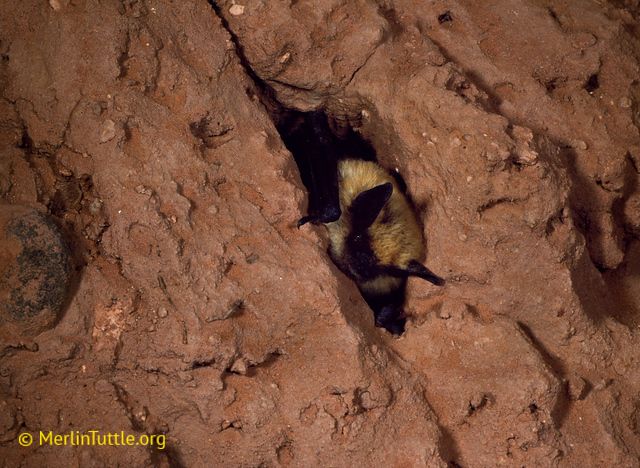 Western small-footed myotis emerging for a crevice