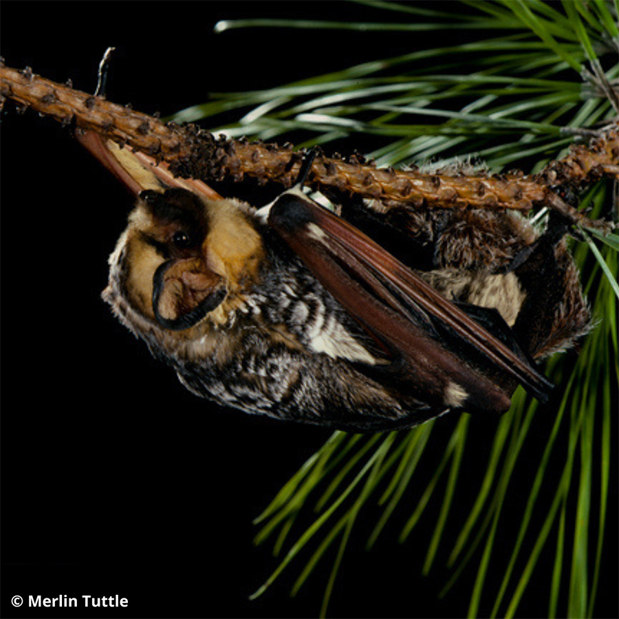 Hoary bat clinging to the underside of a pine branch