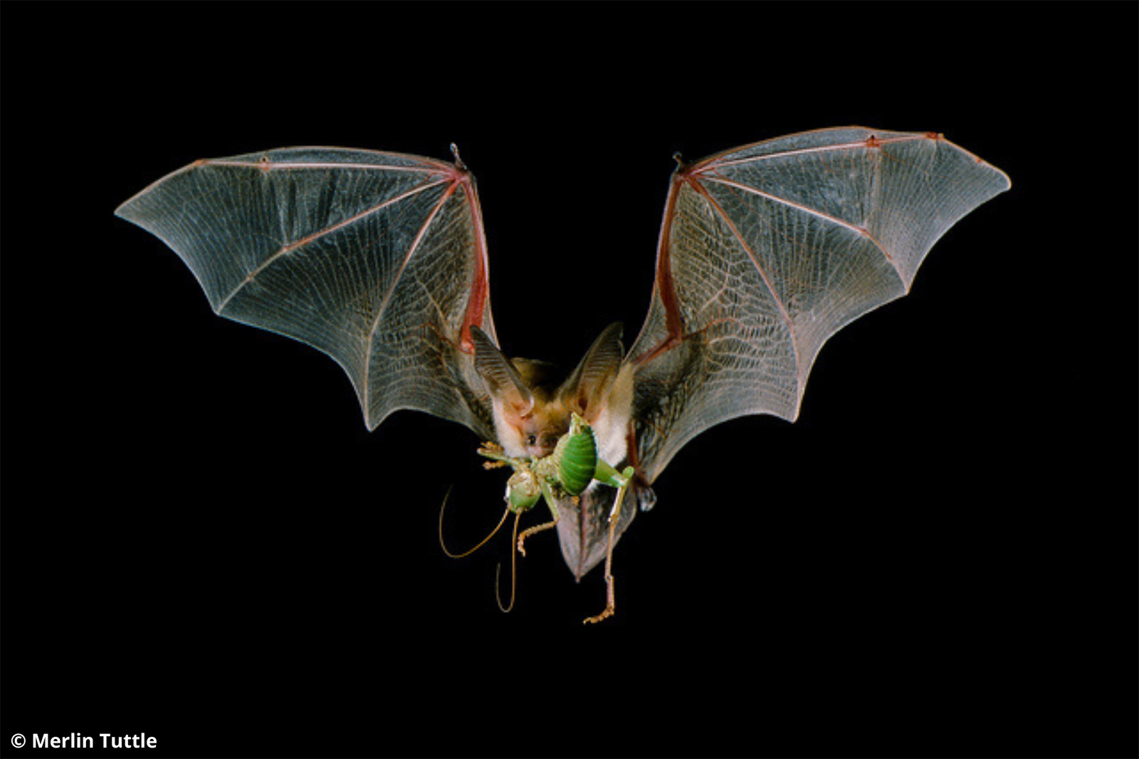 Pallid bat with a long-horned grasshopper in its mouth