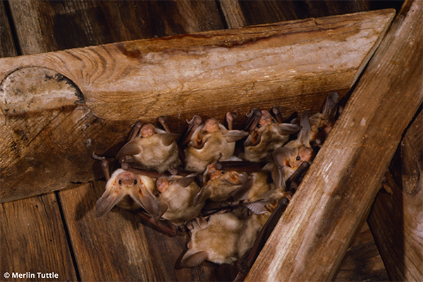 Roost of pallid bats between some wooden beams