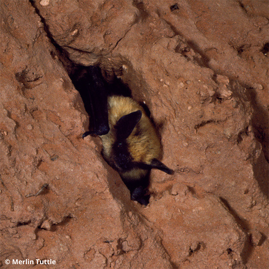 Western small-footed myotis emerging for a crevice